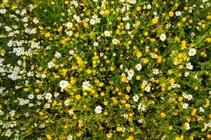 fiori