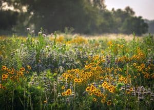 fiori